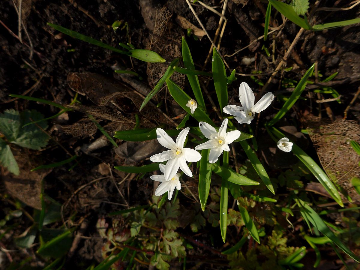 Scilla luciliae (door Hanneke Waller)