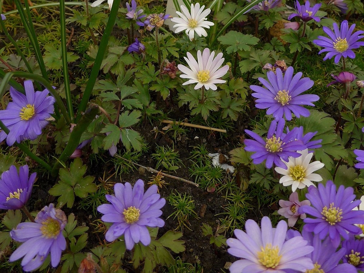 Anemone blanda (door Hanneke Waller)