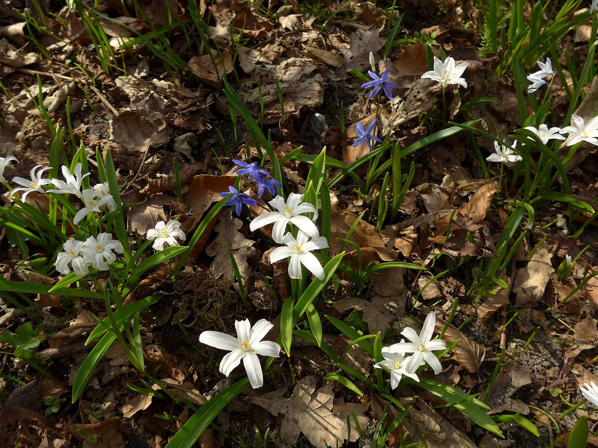 Scilla luciliae (door Hanneke Waller)