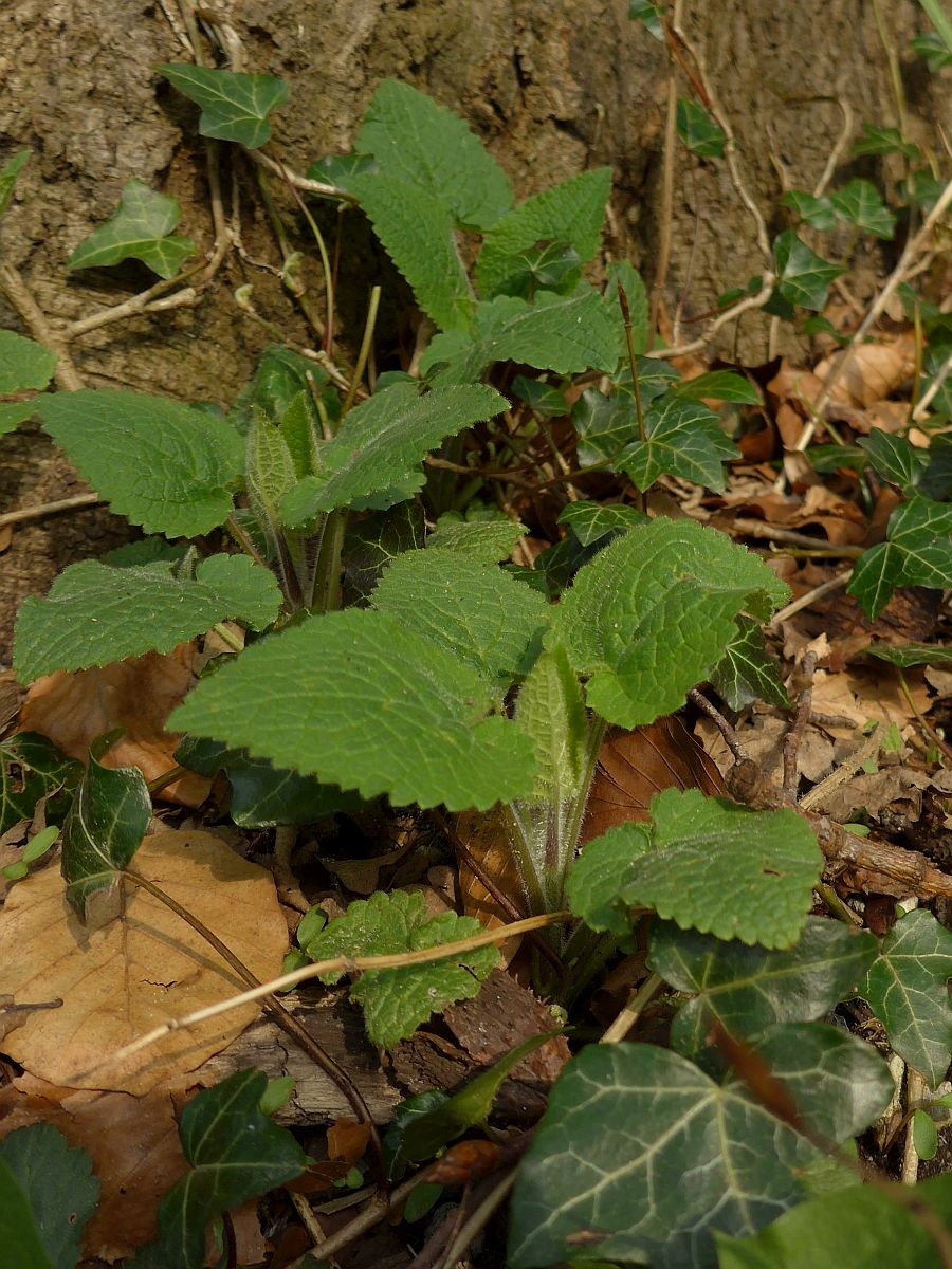 Stachys sylvatica (door Hanneke Waller)