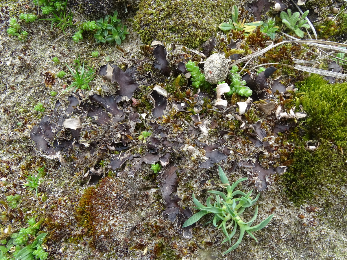 Peltigera neckeri (door Tom Damm)