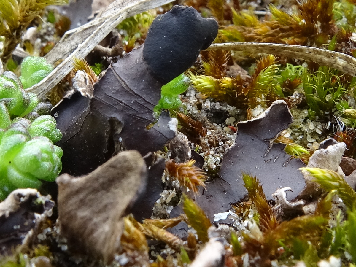 Peltigera neckeri (door Tom Damm)