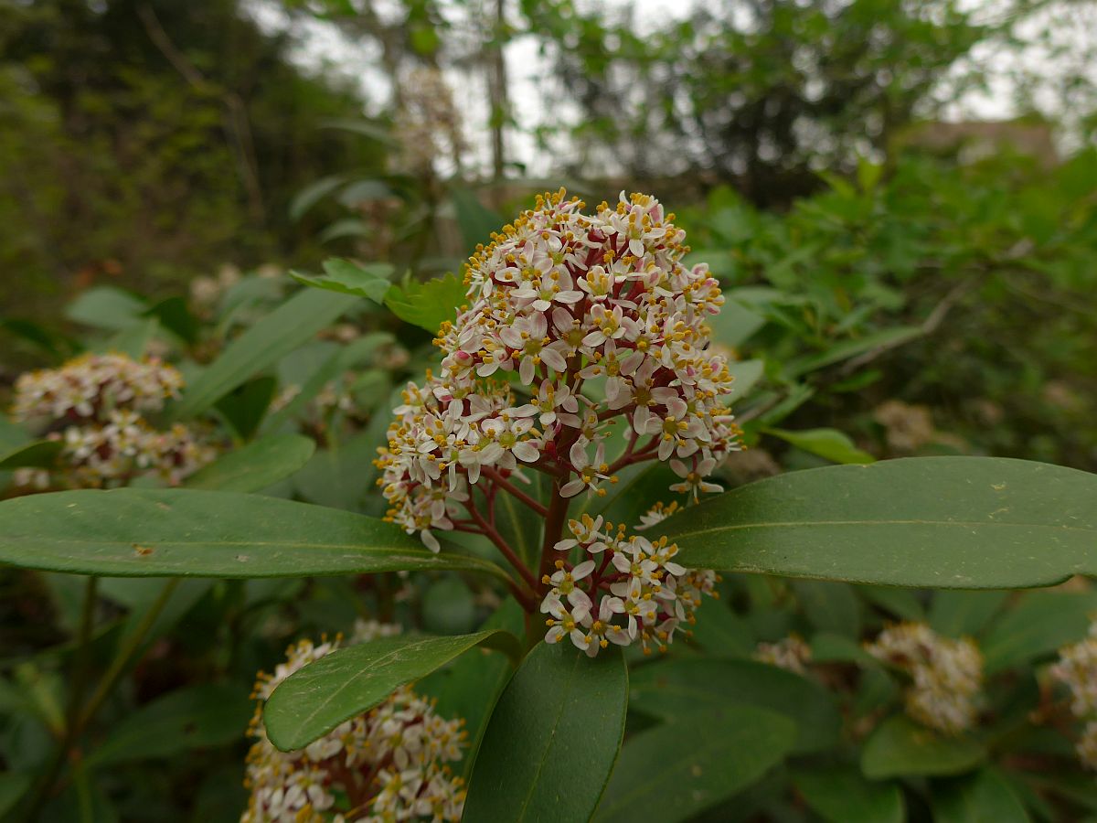 Skimmia japonica (door Hanneke Waller)