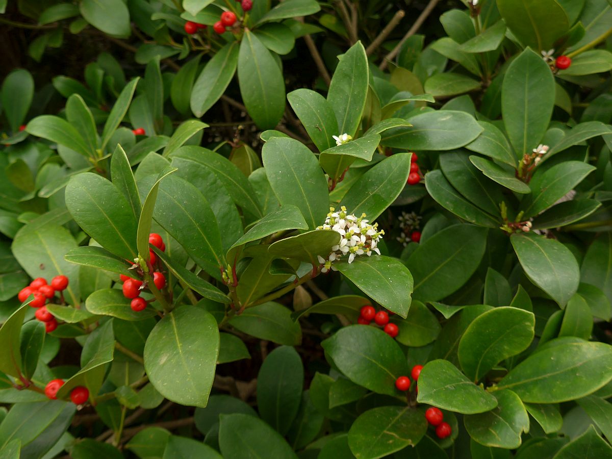 Skimmia japonica (door Hanneke Waller)