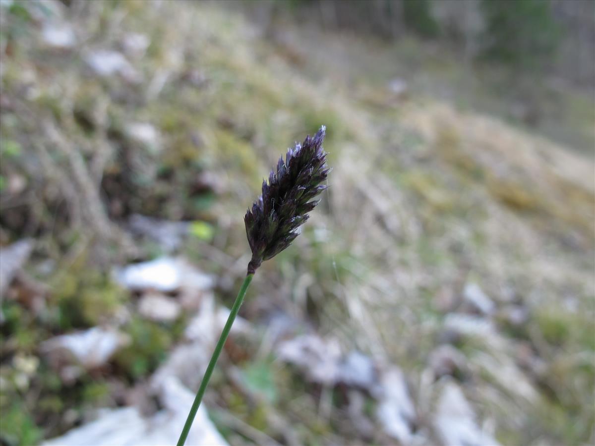 Sesleria caerulea (door Patrick Lansing)