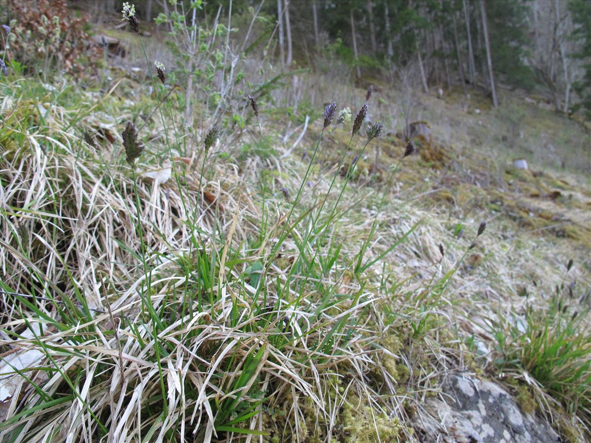 Sesleria caerulea (door Patrick Lansing)