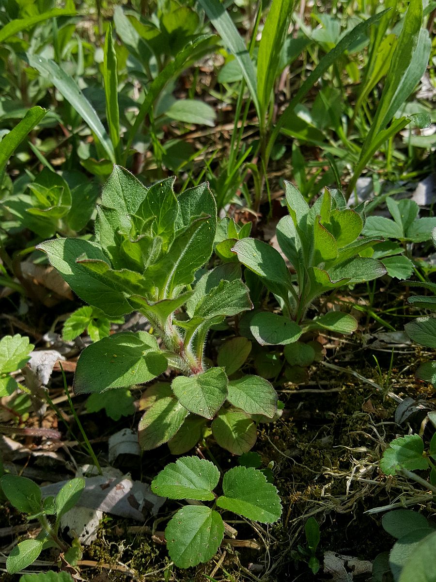 Lysimachia punctata (door Hanneke Waller)