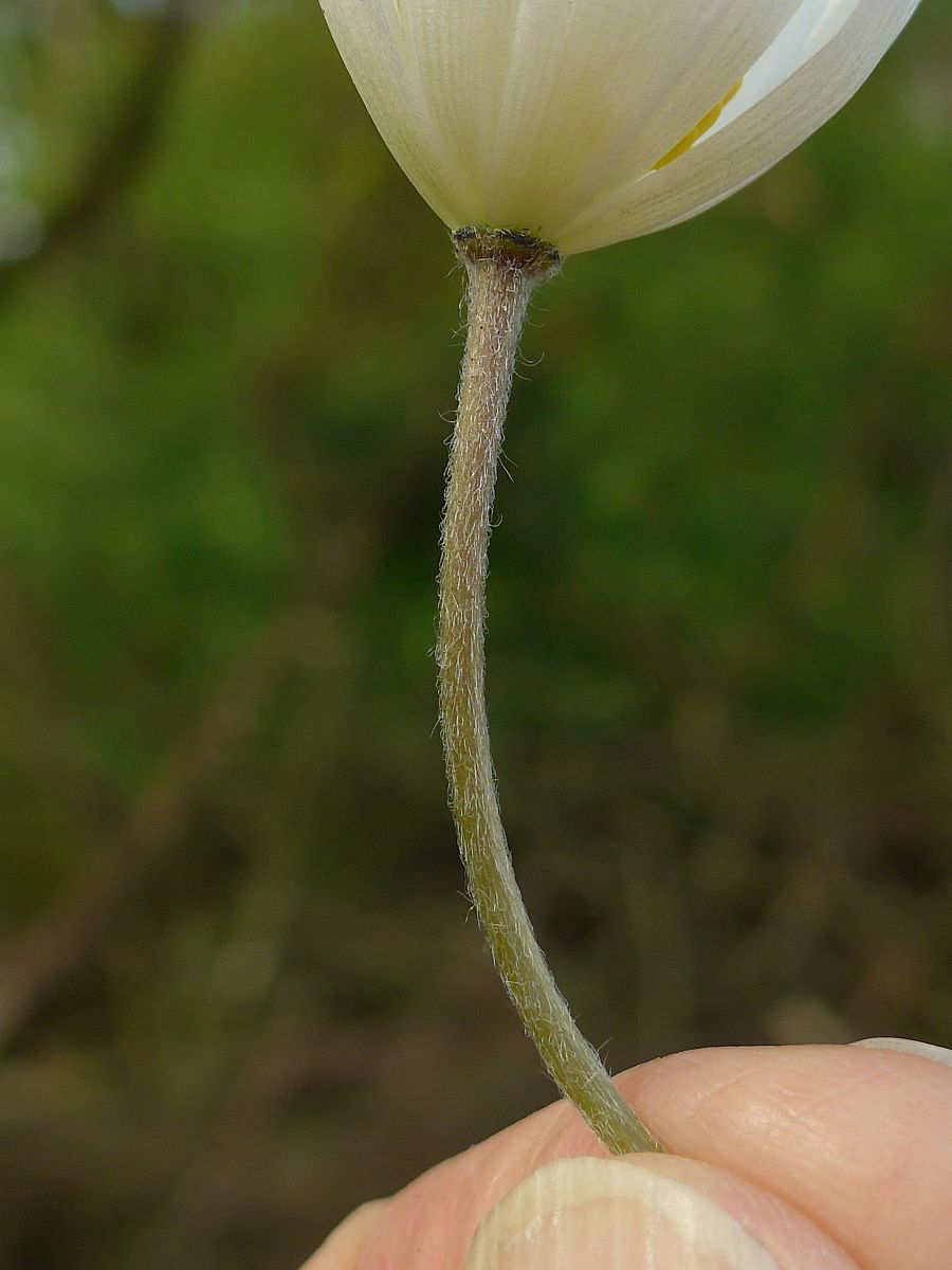 Anemone apennina (door Hanneke Waller)