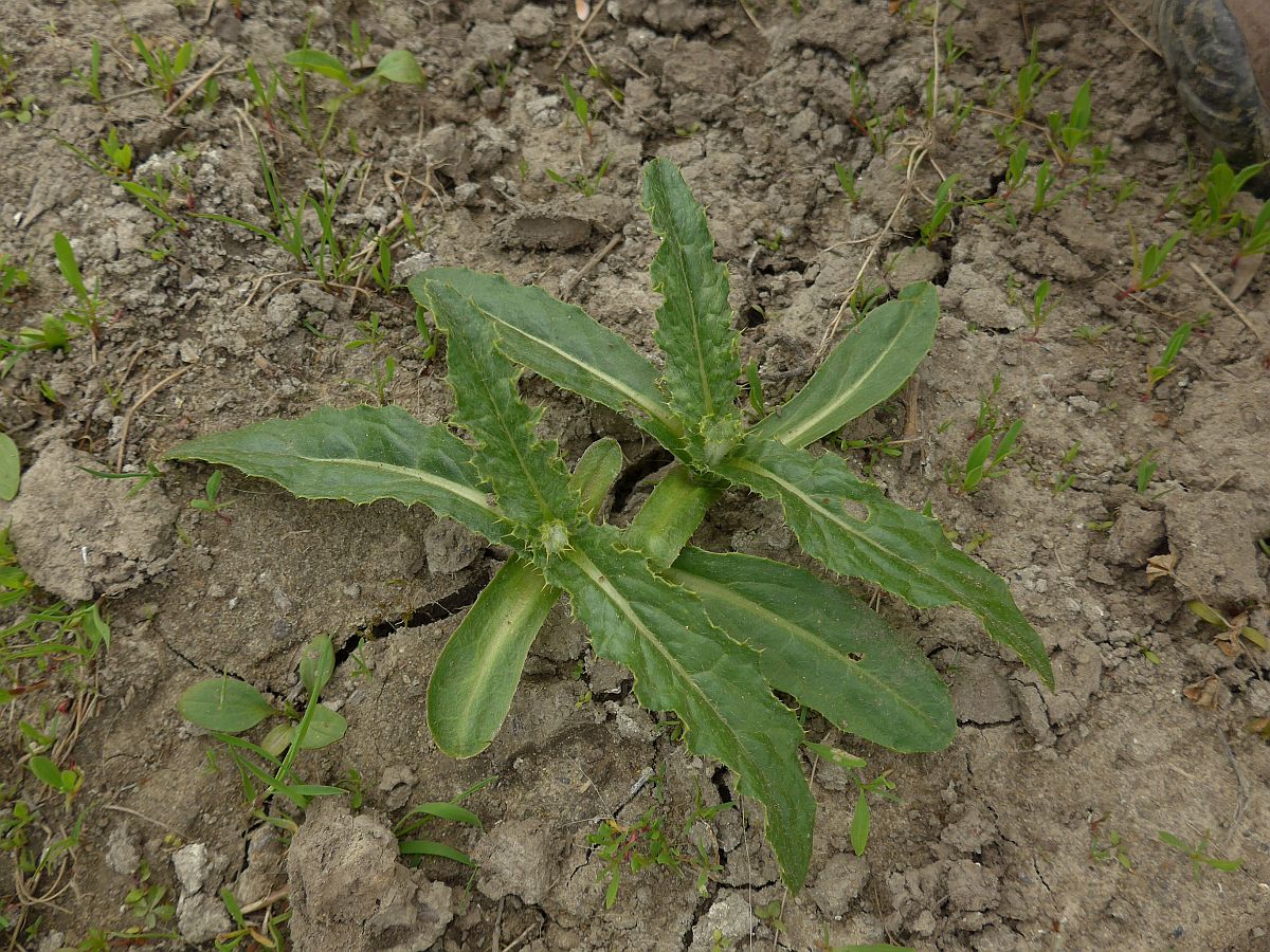 Cirsium arvense (door Hanneke Waller)