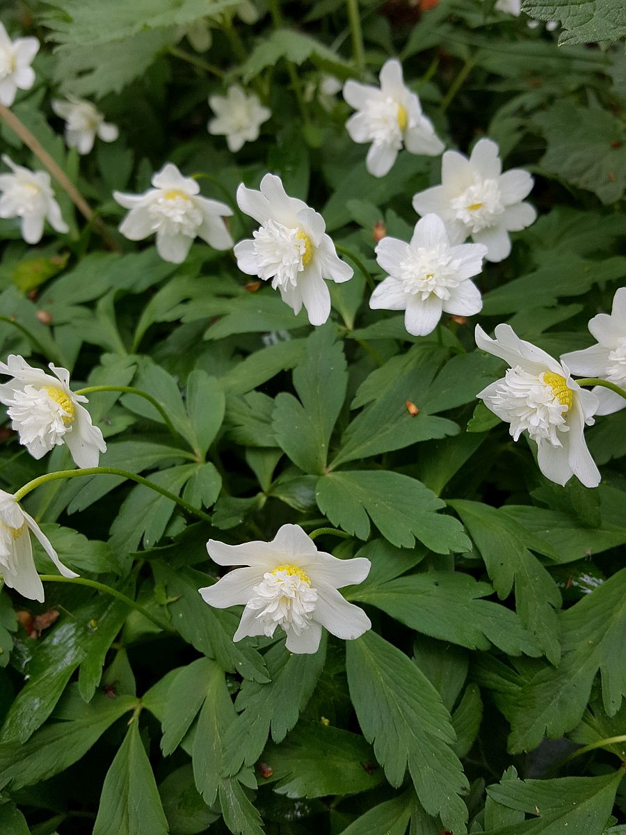 Anemone nemorosa (door Hanneke Waller)