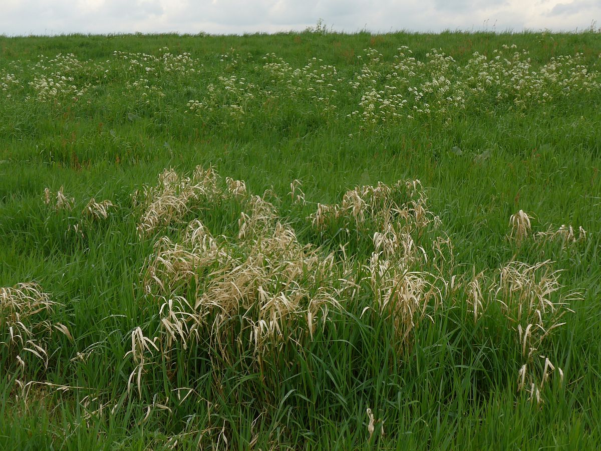 Phalaris arundinacea (door Hanneke Waller)