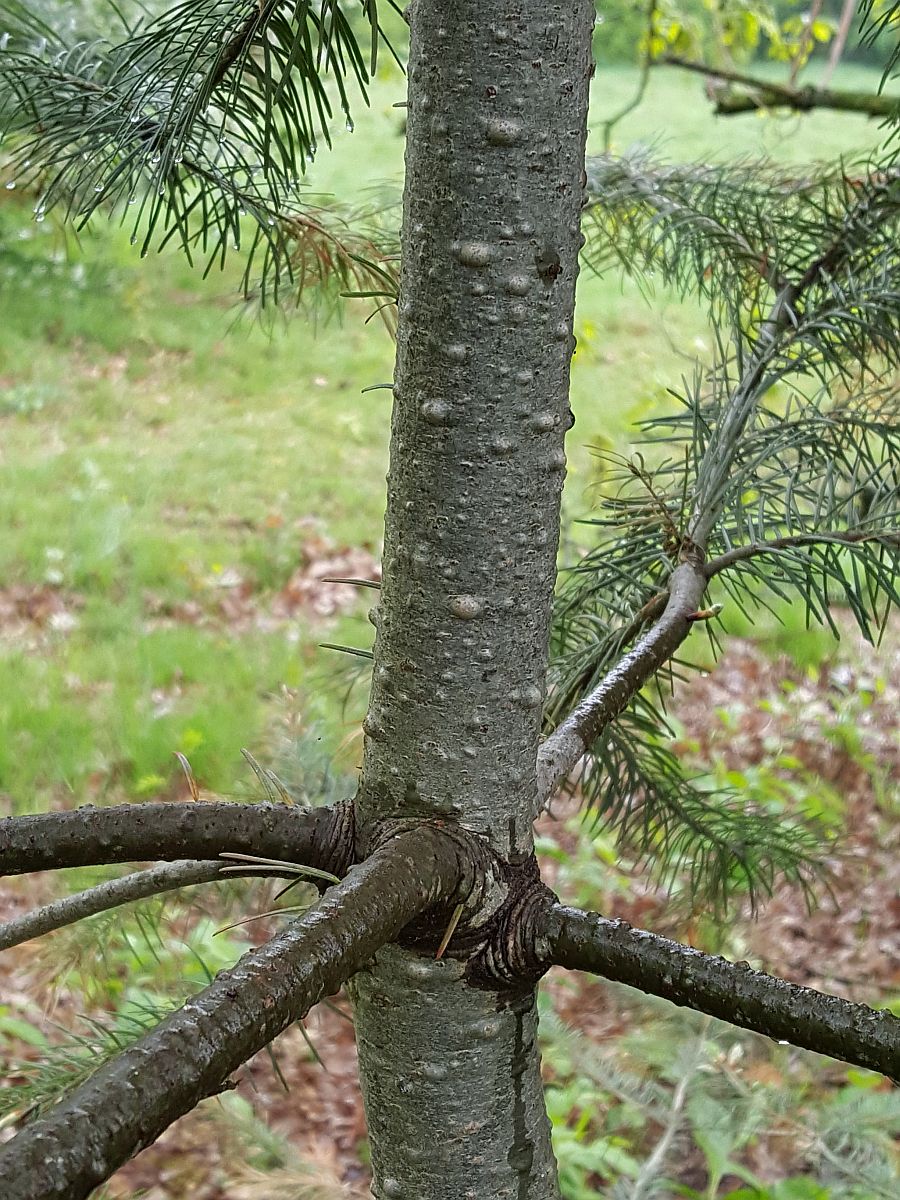 Pseudotsuga menziesii (door Hanneke Waller)