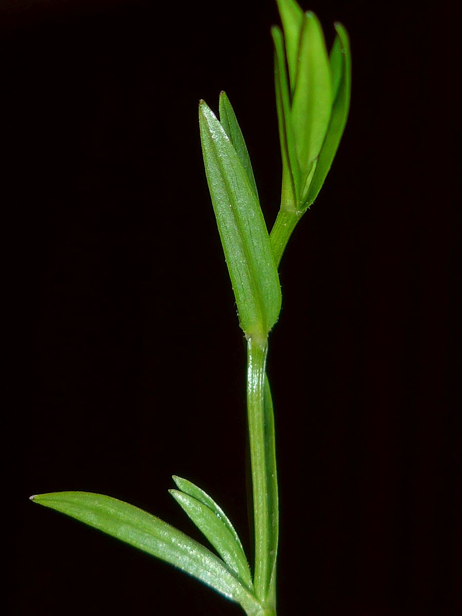 Stellaria graminea (door Hanneke Waller)