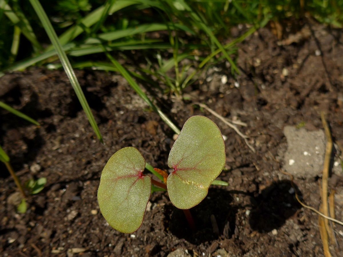 Fagopyrum esculentum (door Hanneke Waller)