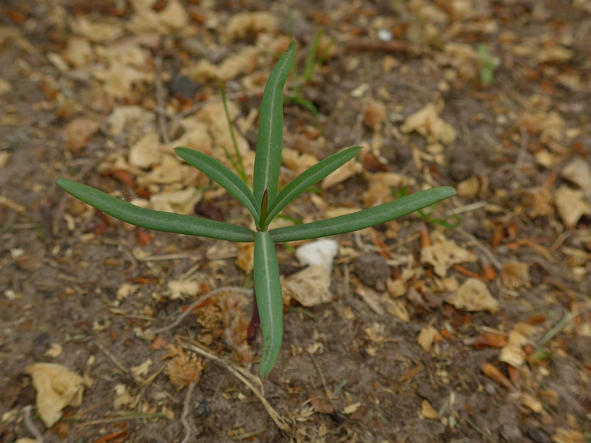 Euphorbia lathyris (door Hanneke Waller)