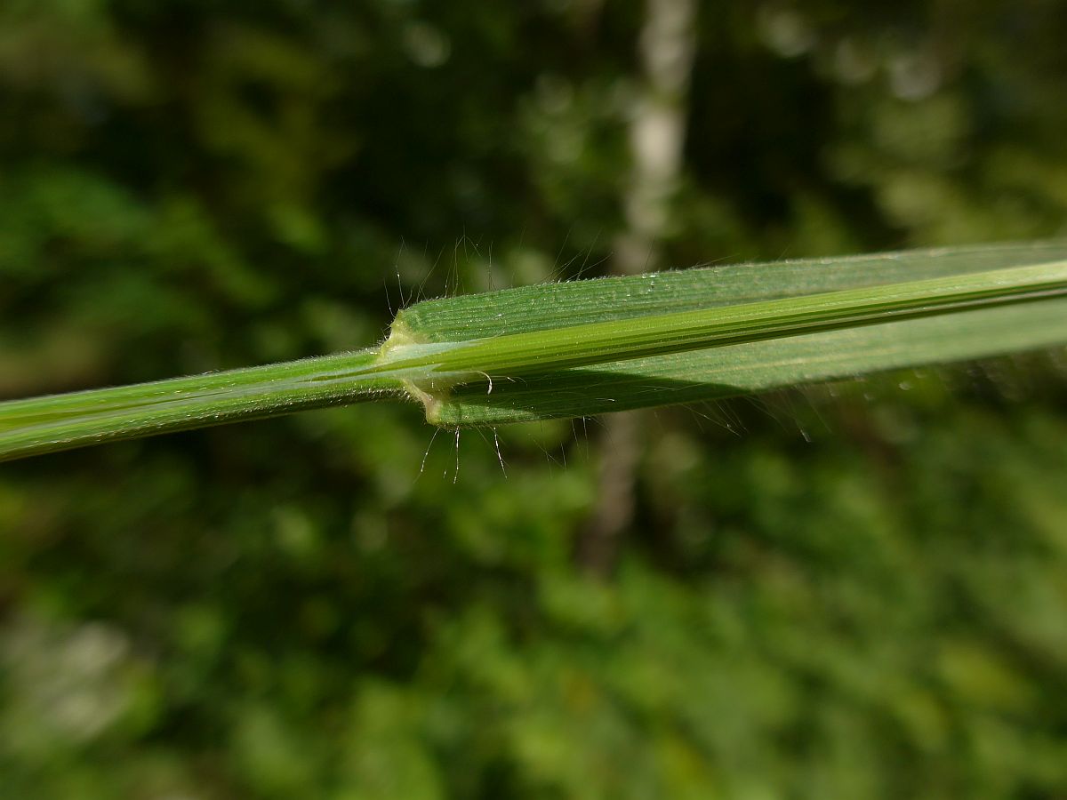 Anisantha sterilis (door Hanneke Waller)