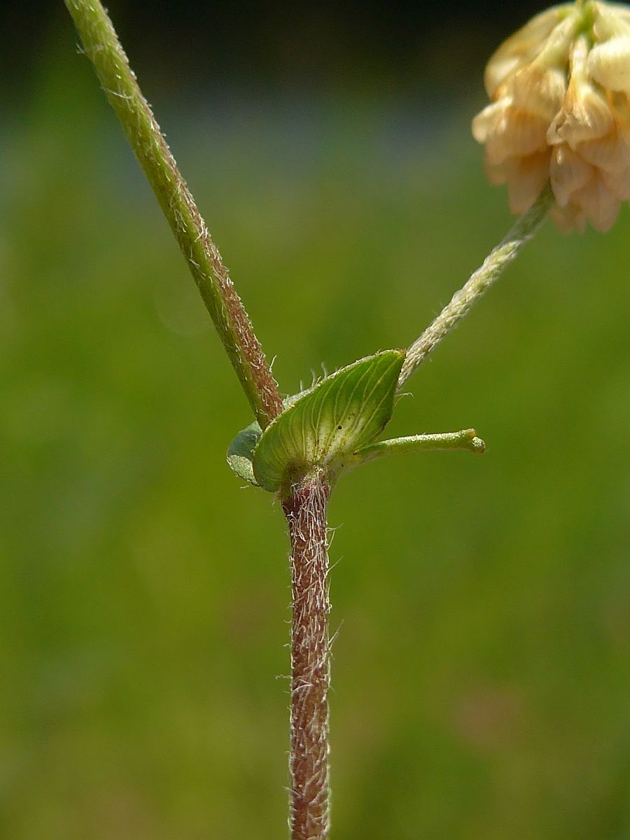 Trifolium campestre (door Hanneke Waller)