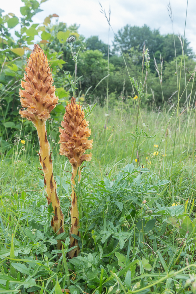 Orobanche elatior (door Antonie Blom)