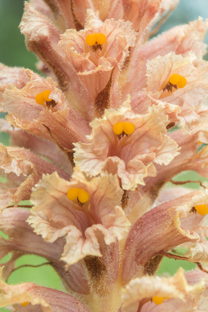 Orobanche elatior (door Antonie Blom)