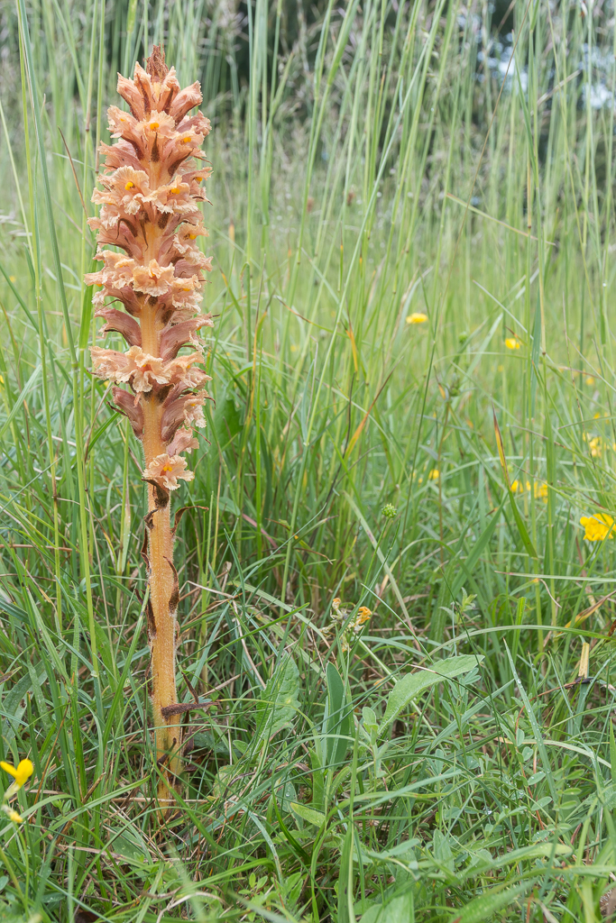 Orobanche elatior (door Antonie Blom)