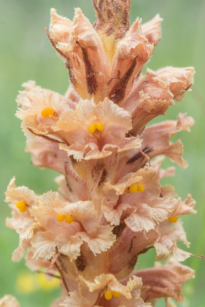 Orobanche elatior (door Antonie Blom)