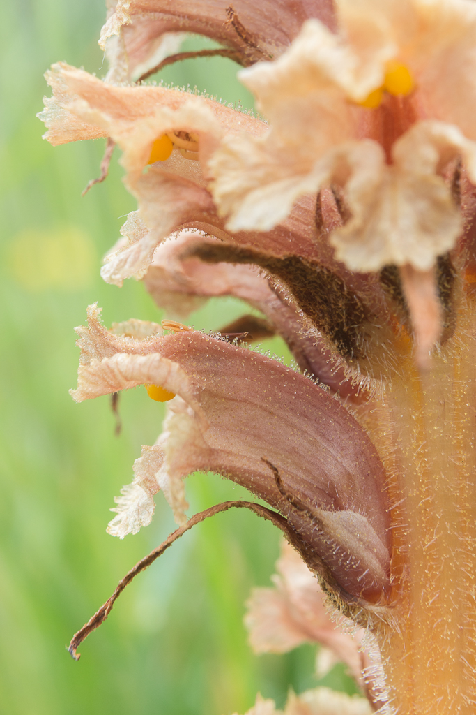 Orobanche elatior (door Antonie Blom)