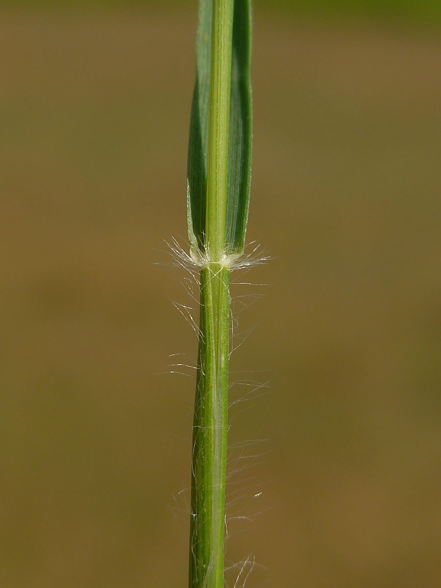 Danthonia decumbens (door Hanneke Waller)