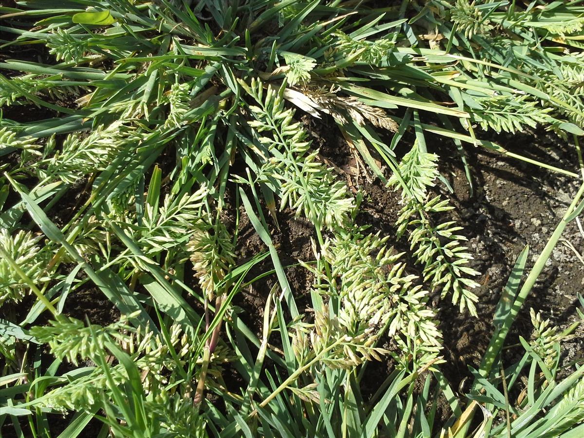 Puccinellia rupestris (door Ron van 't Veer)