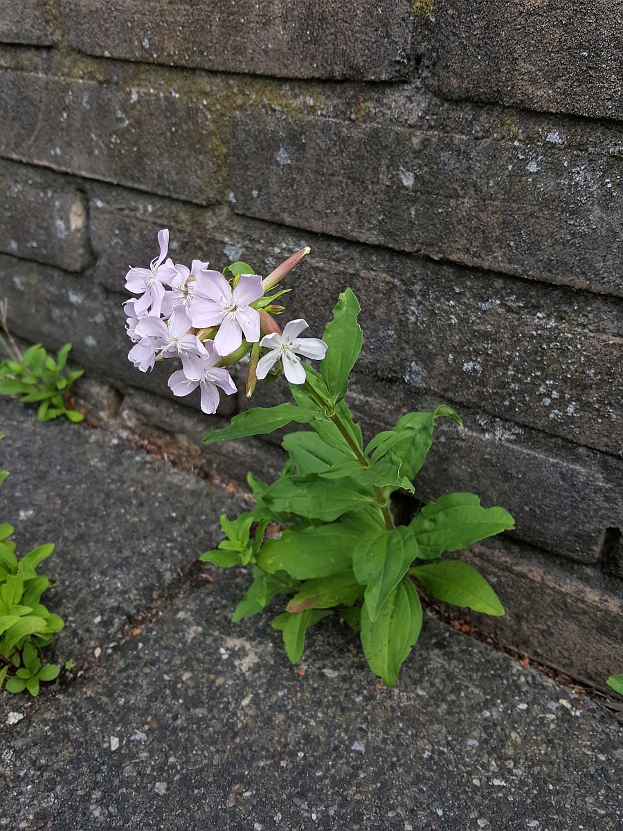 Saponaria officinalis (door Hanneke Waller)