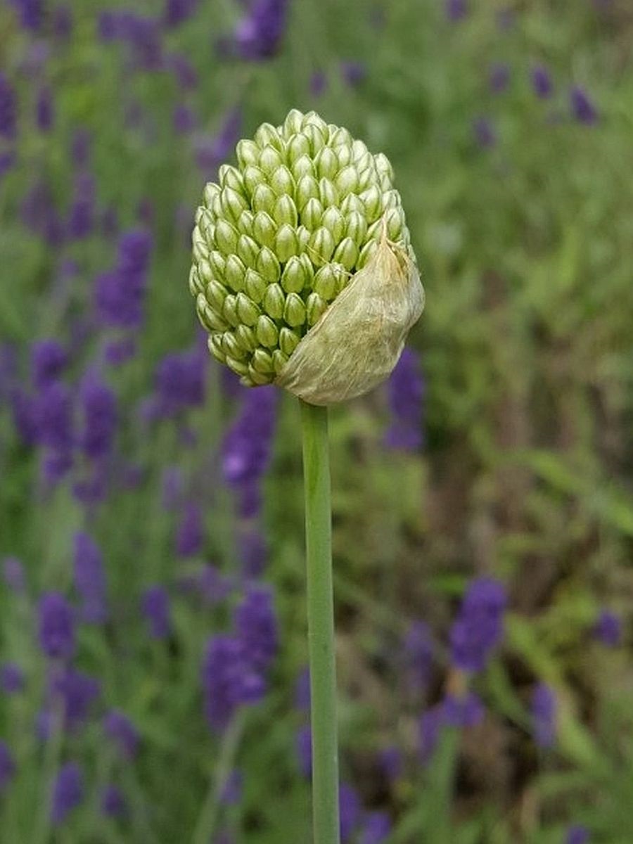 Allium sphaerocephalon (door Hanneke Waller)