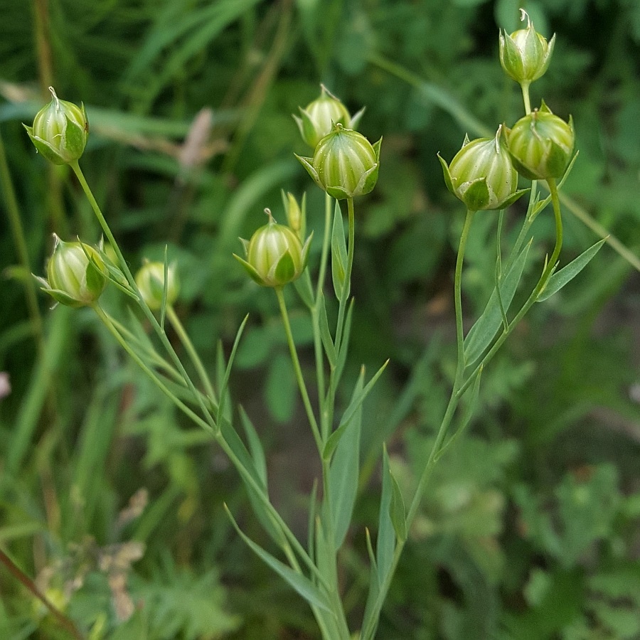 Linum usitatissimum (door Hanneke Waller)