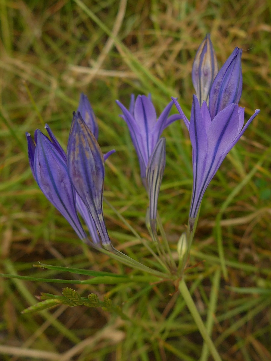 Triteleia laxa (door Hanneke Waller)