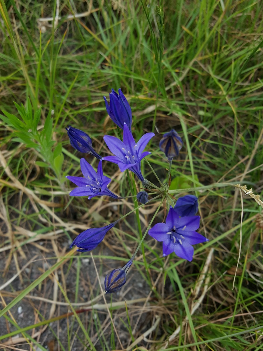 Triteleia laxa (door Hanneke Waller)