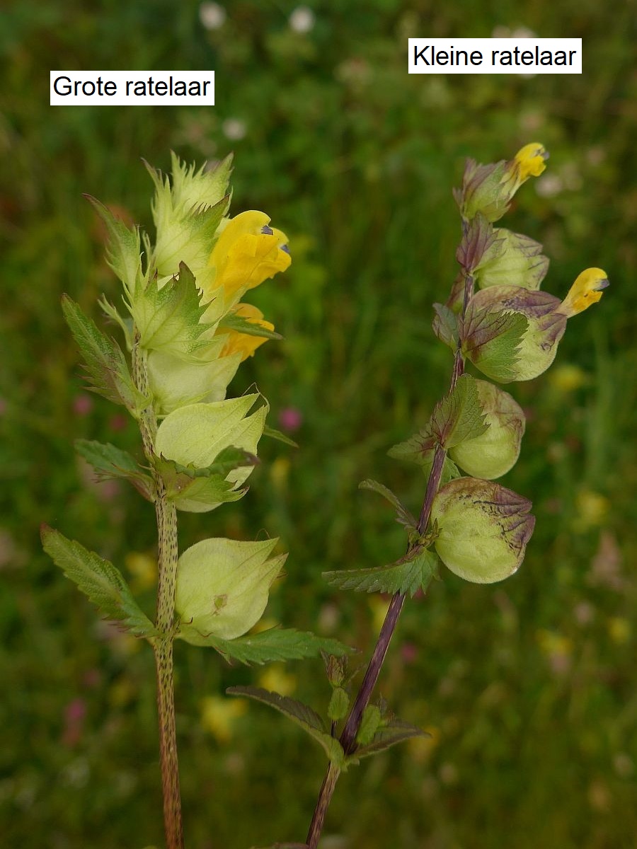 Rhinanthus minor (door Hanneke Waller)