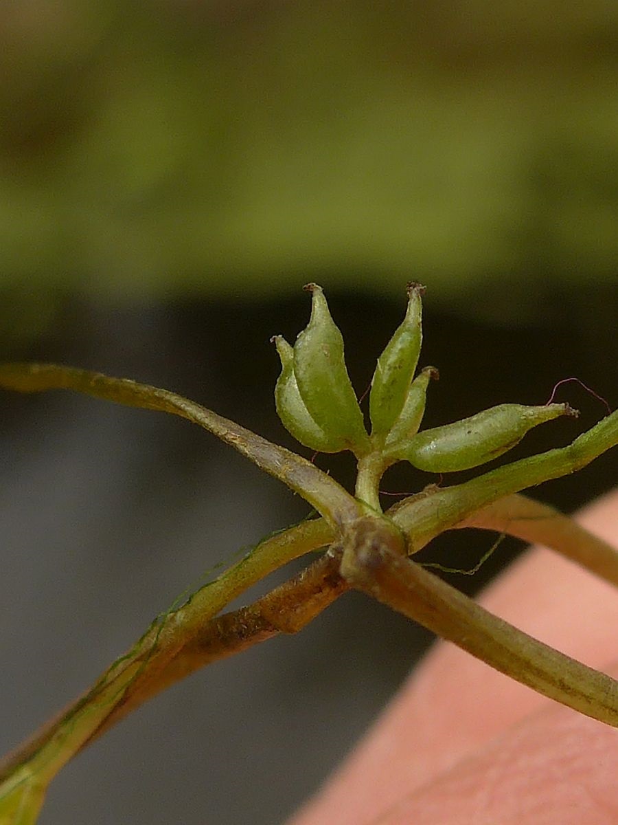 Zannichellia palustris subsp. palustris (door Hanneke Waller)