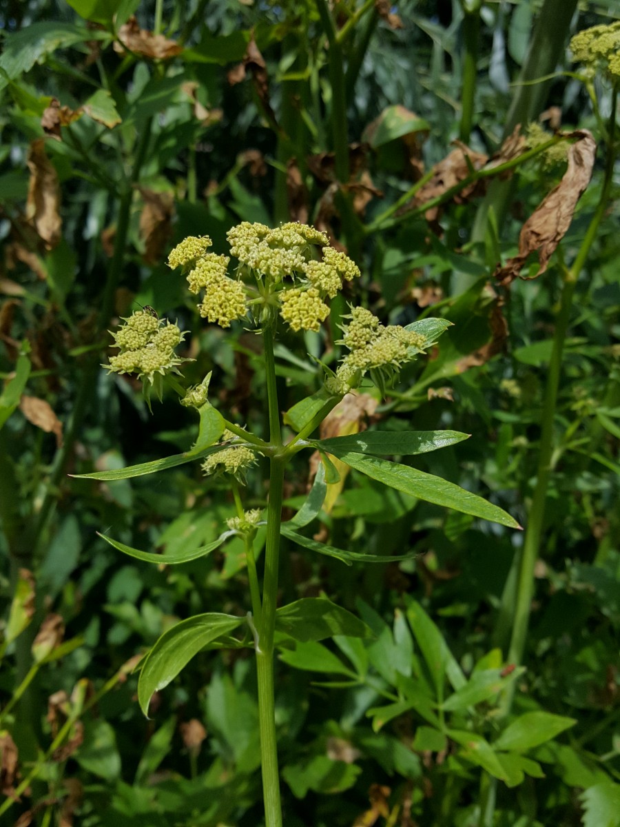 Levisticum officinale (door Hanneke Waller)