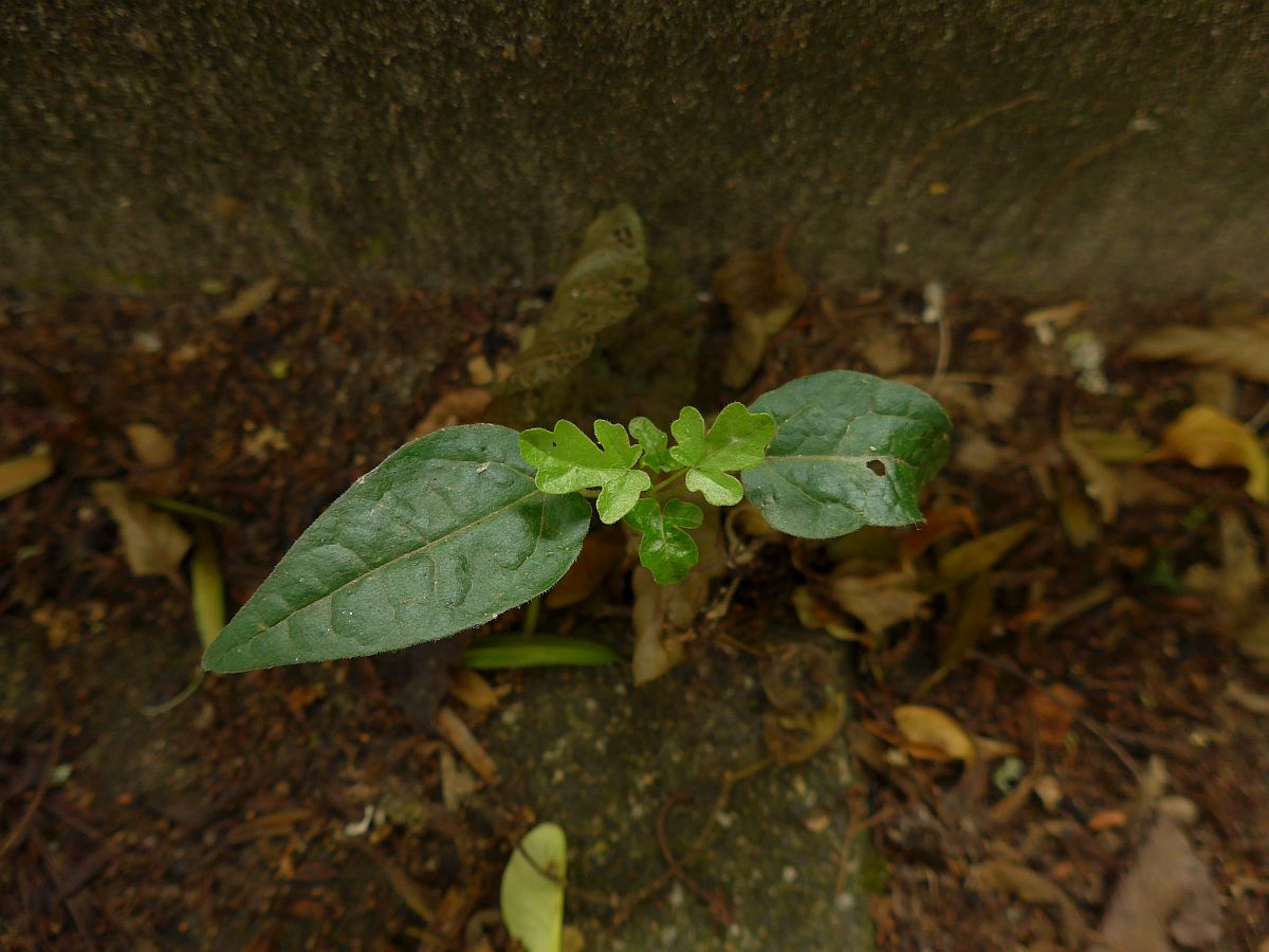 Acer campestre (door Hanneke Waller)