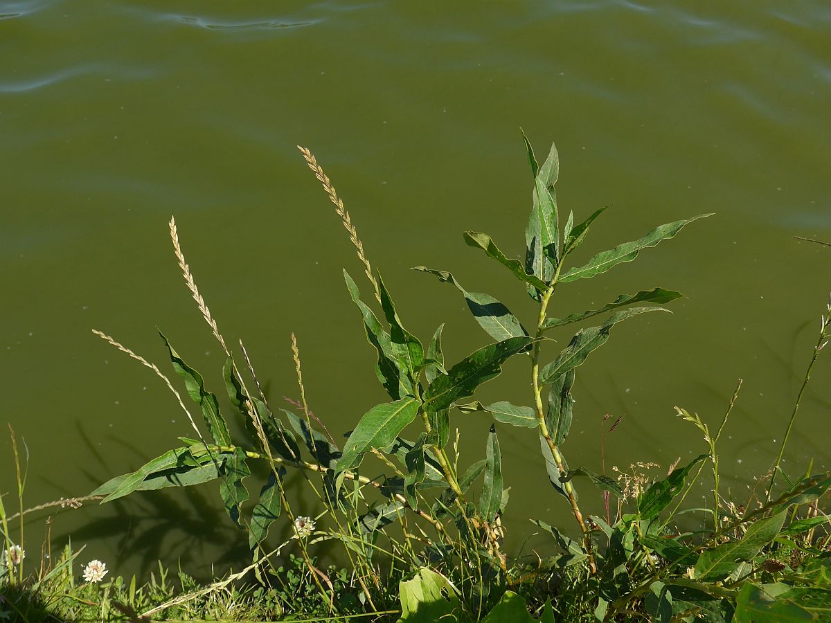 Persicaria amphibia (door Hanneke Waller)