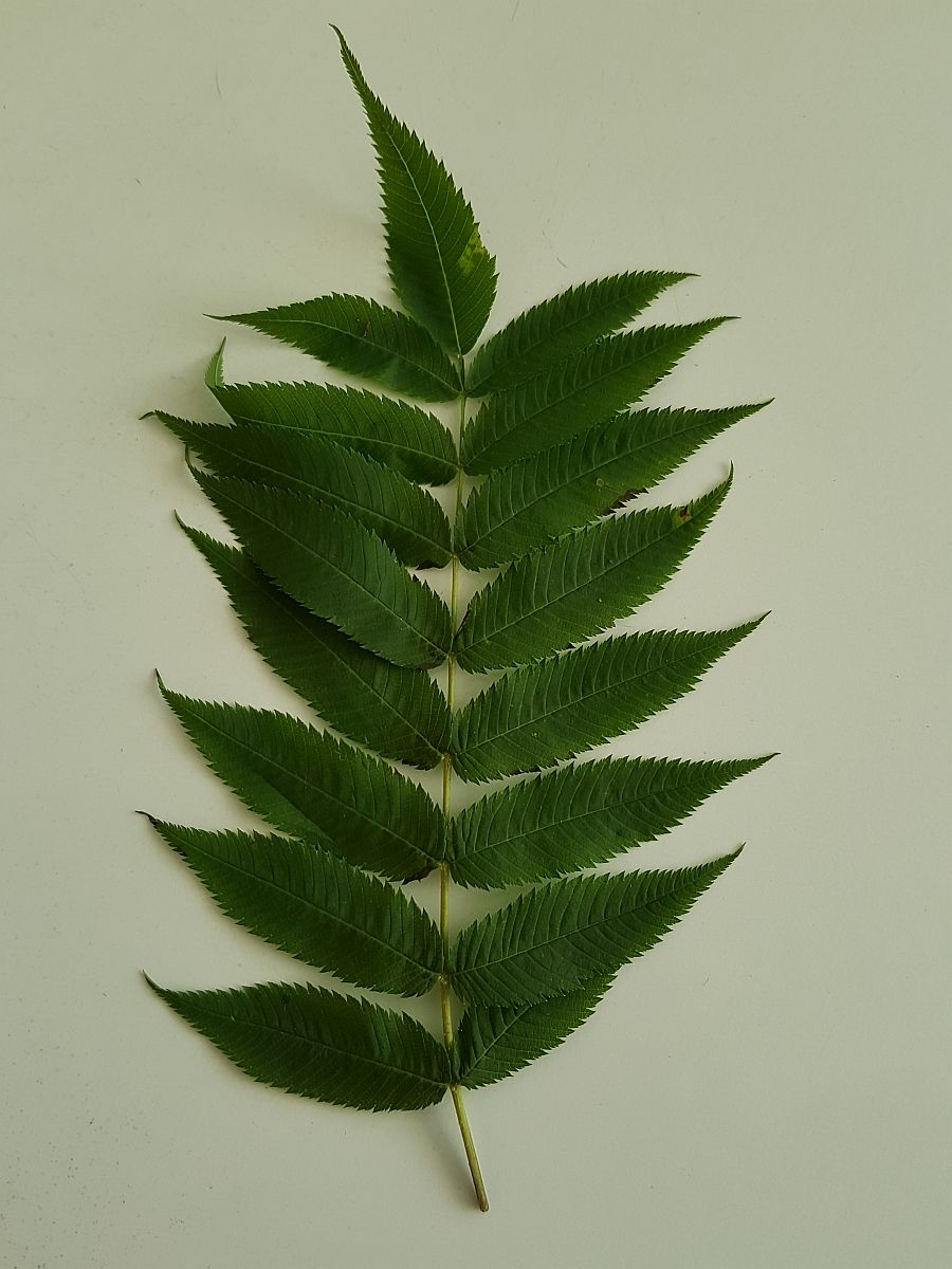 Sorbaria sorbifolia (door Hanneke Waller)