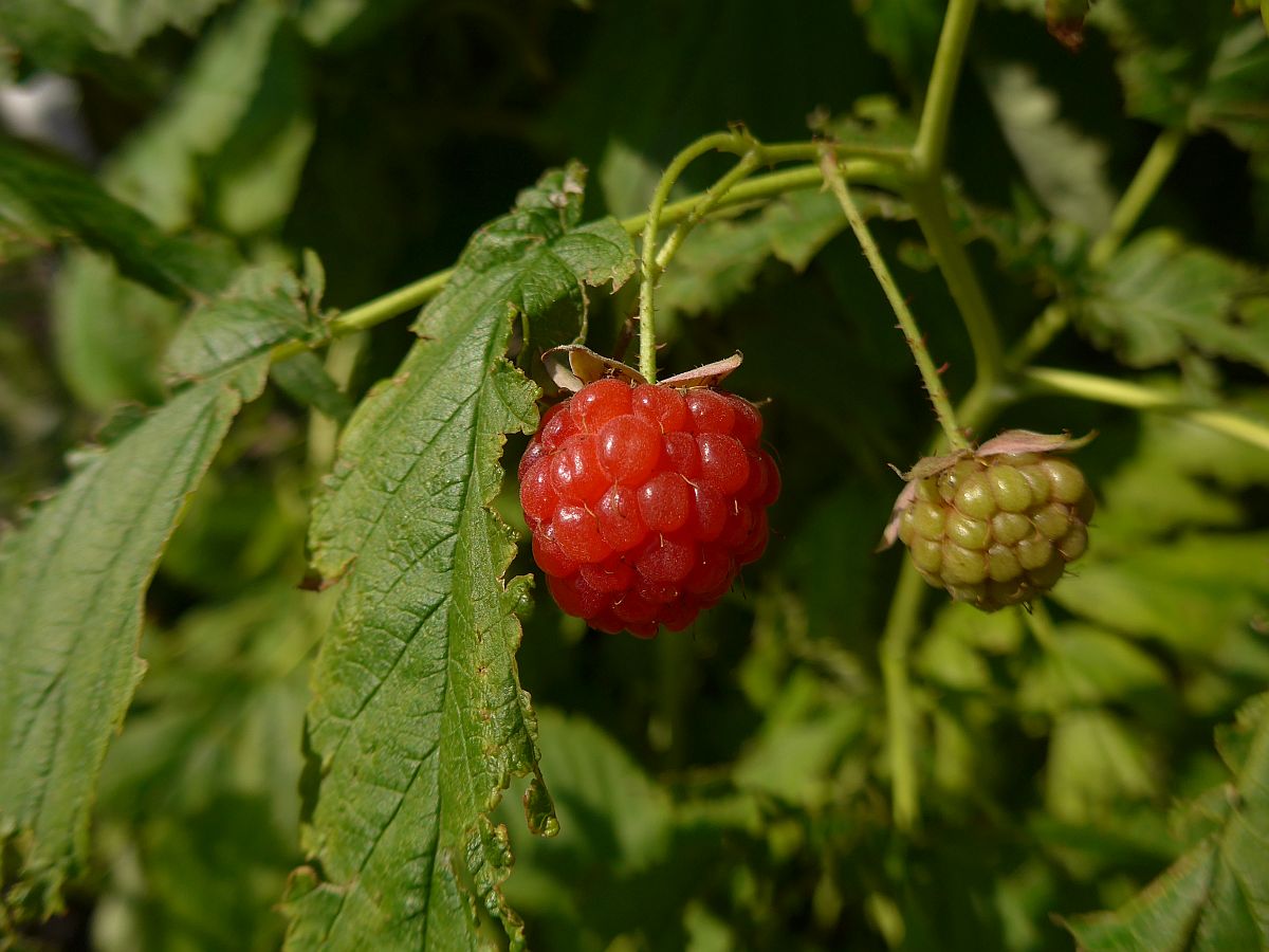 Rubus idaeus (door Hanneke Waller)