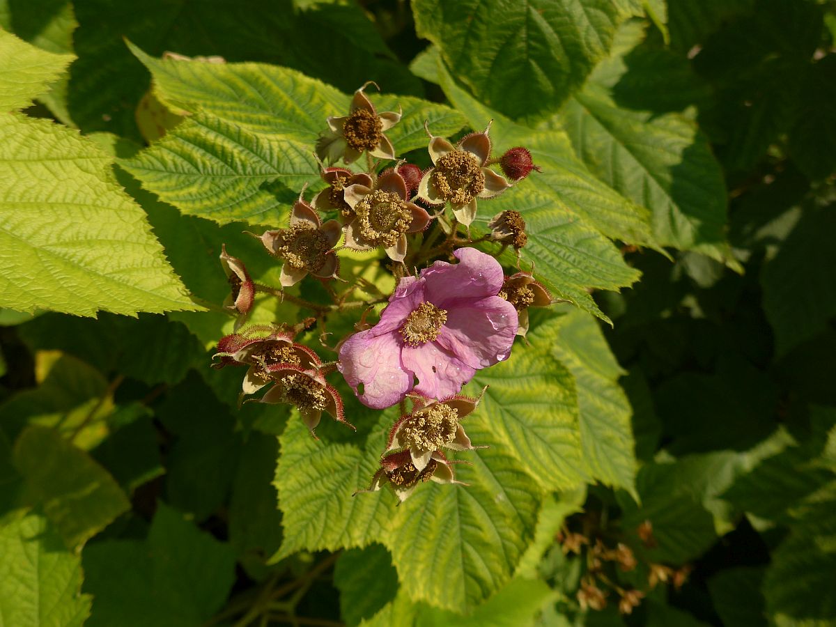 Rubus odoratus (door Hanneke Waller)