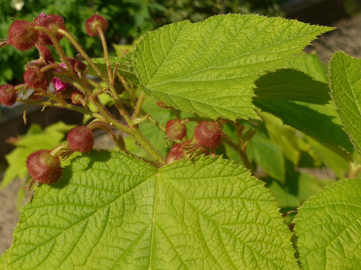 Rubus odoratus (door Hanneke Waller)