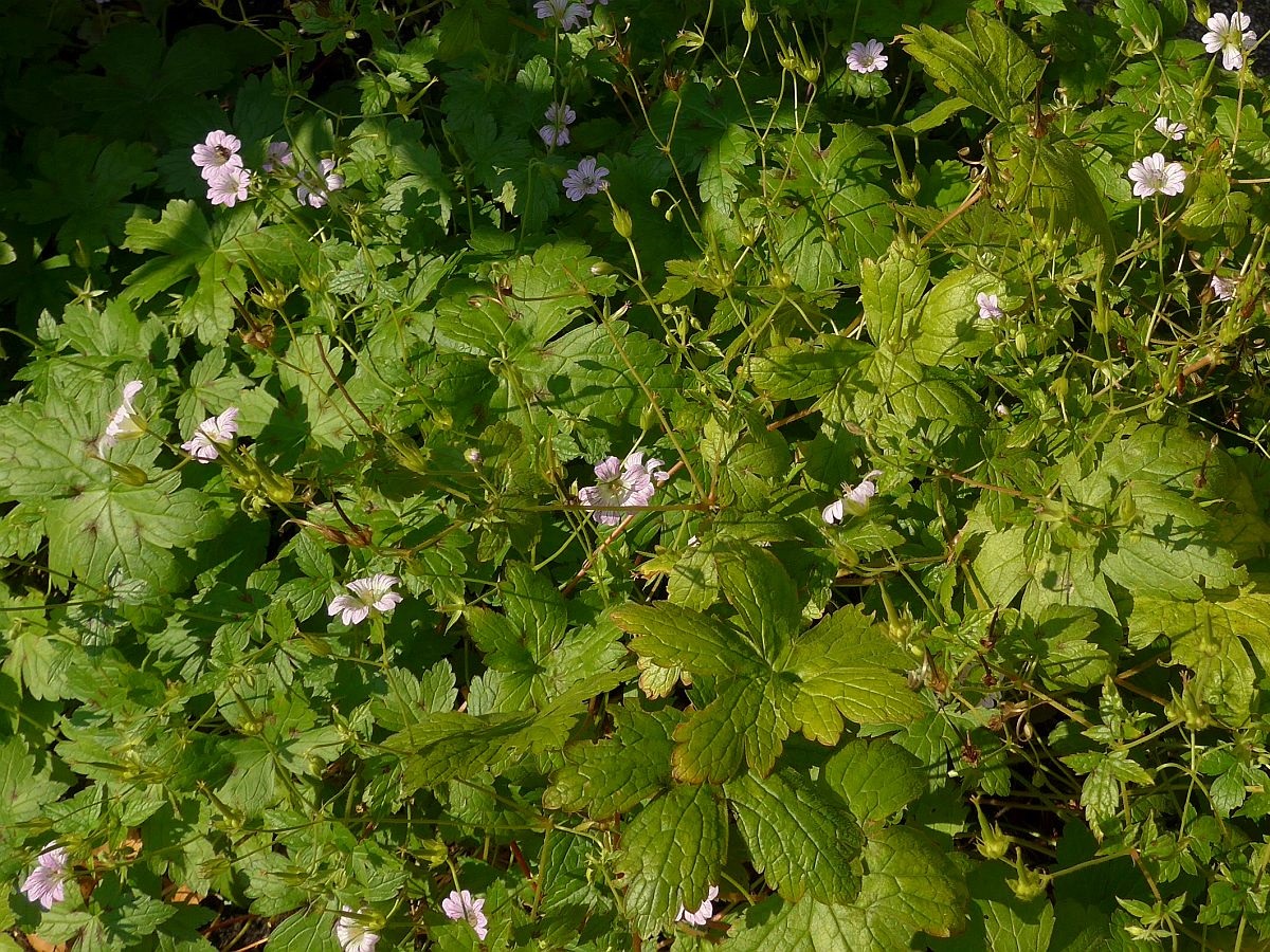 Geranium versicolor (door Hanneke Waller)