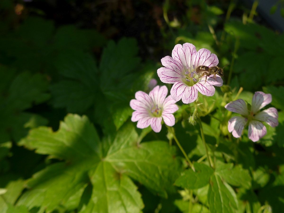 Geranium versicolor (door Hanneke Waller)