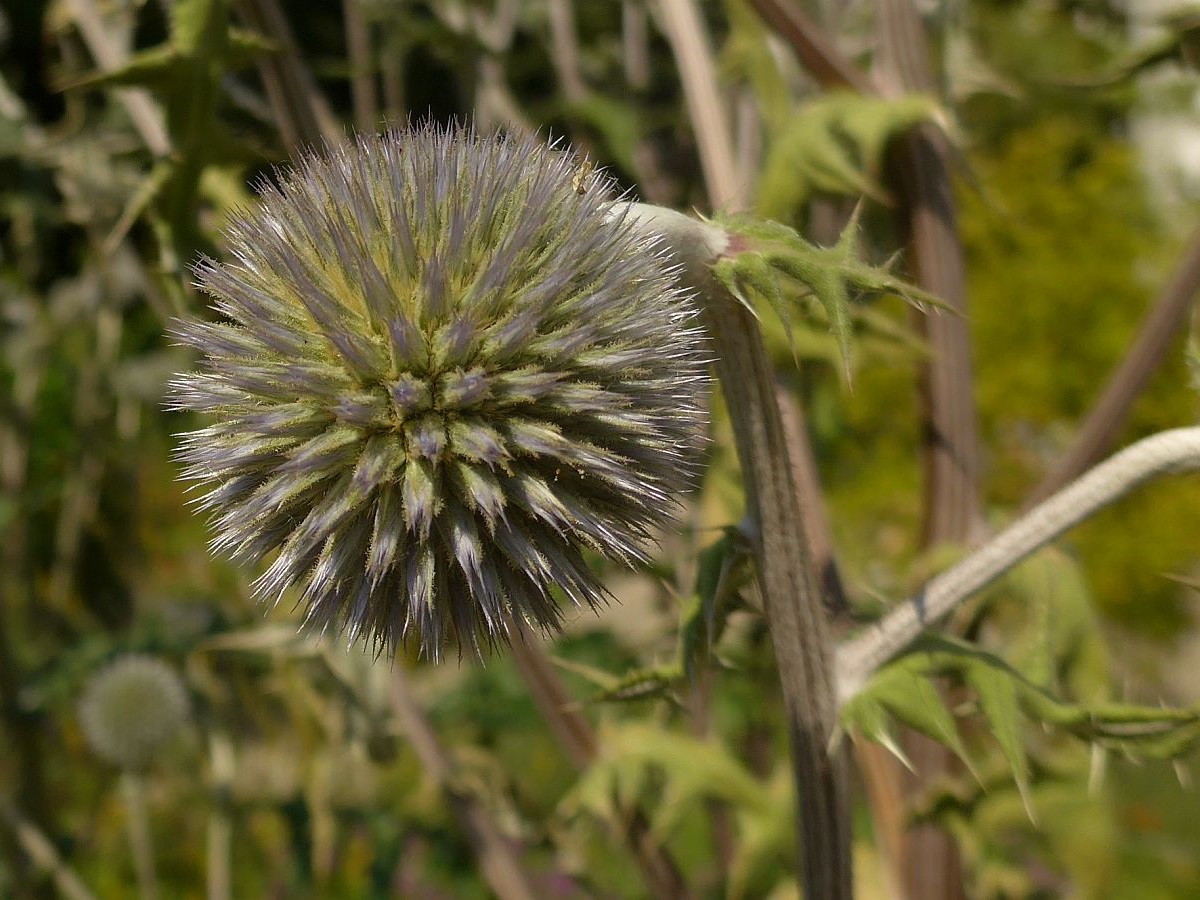 Echinops sphaerocephalus (door Hanneke Waller)