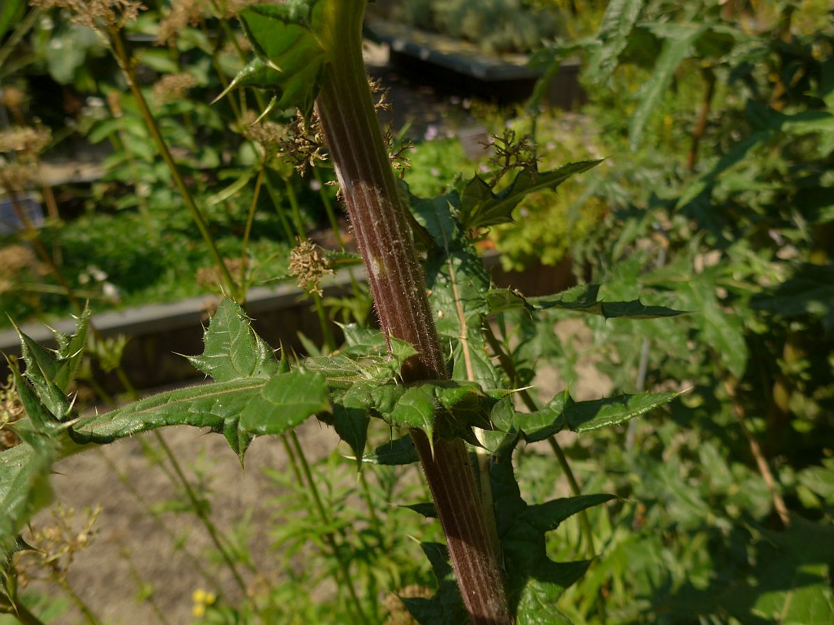 Echinops sphaerocephalus (door Hanneke Waller)