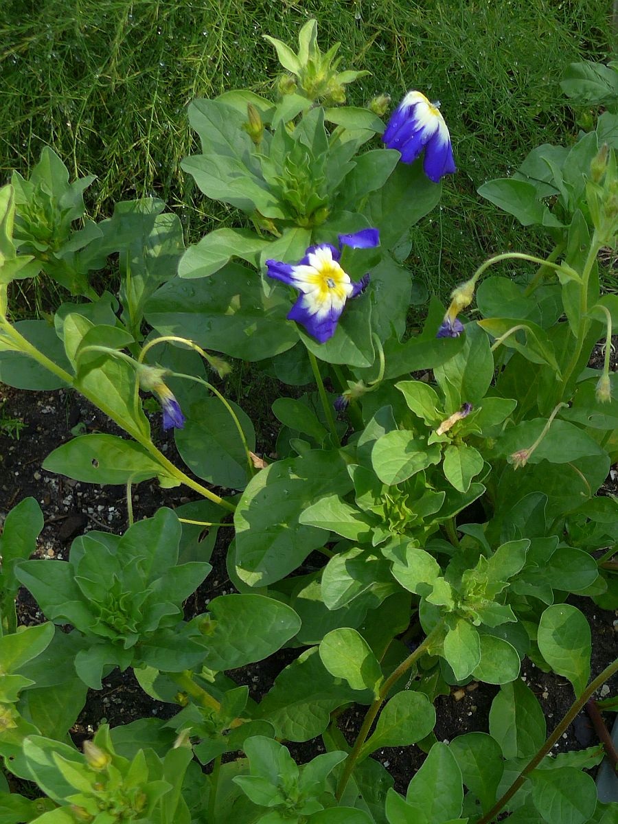 Convolvulus tricolor (door Hanneke Waller)