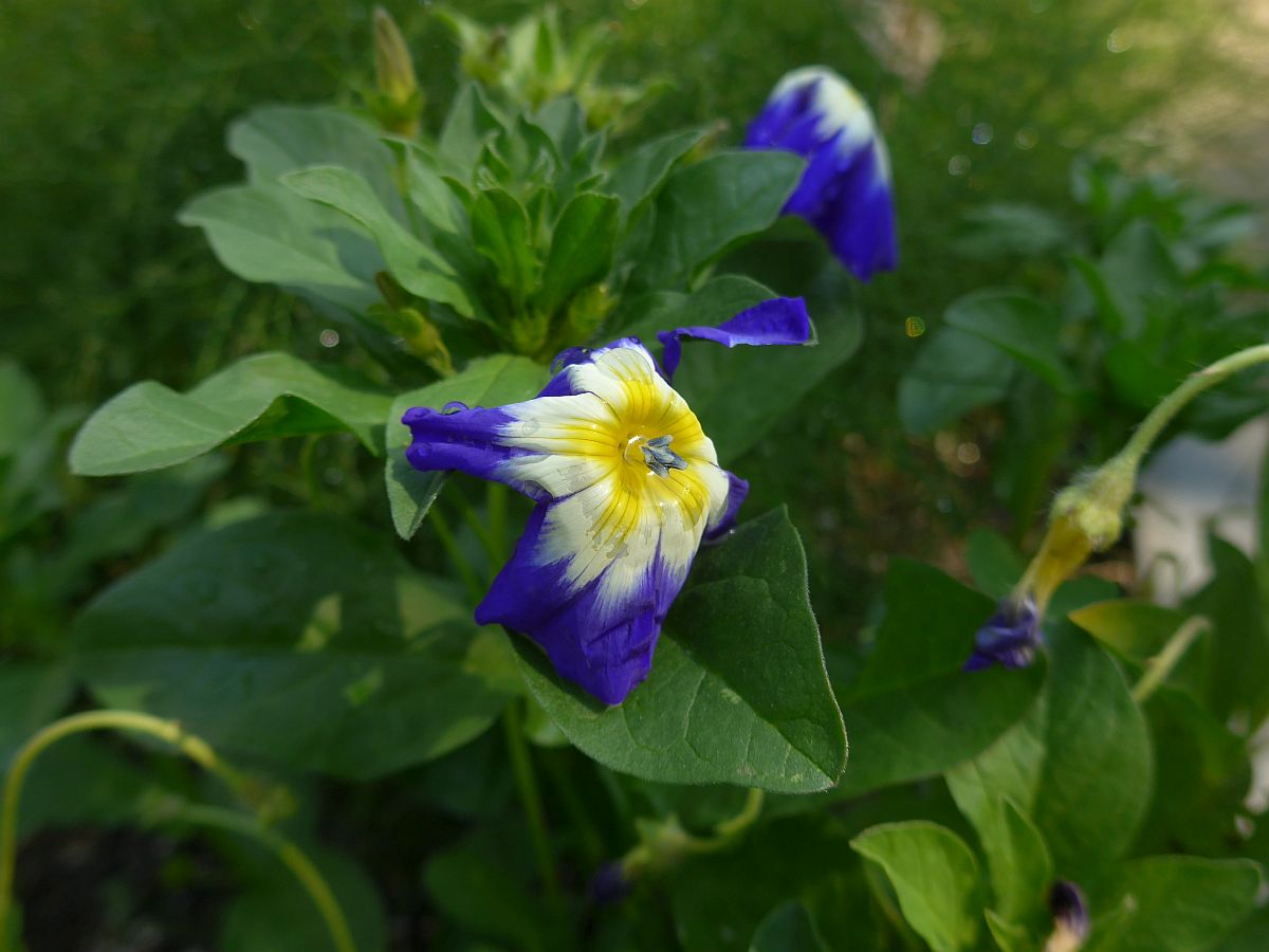 Convolvulus tricolor (door Hanneke Waller)