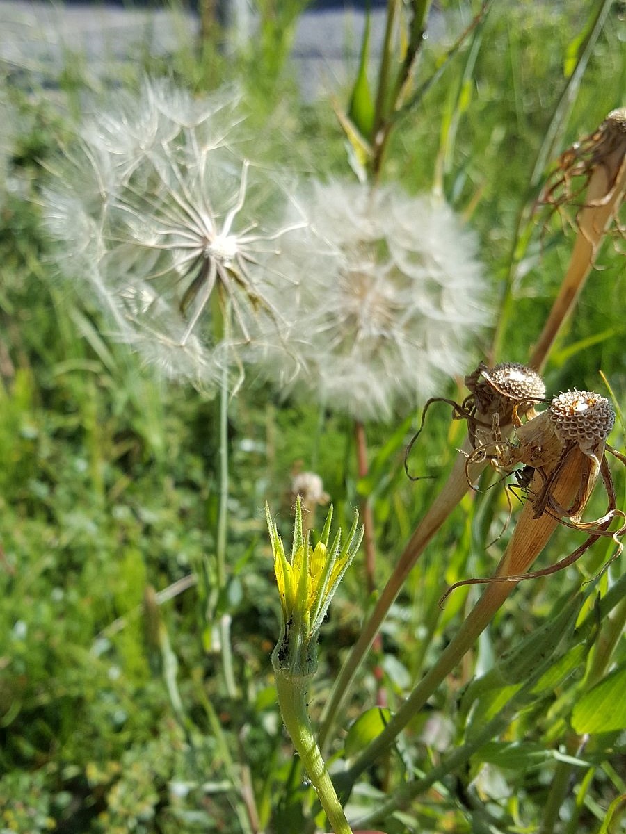 Tragopogon dubius (door Hanneke Waller)