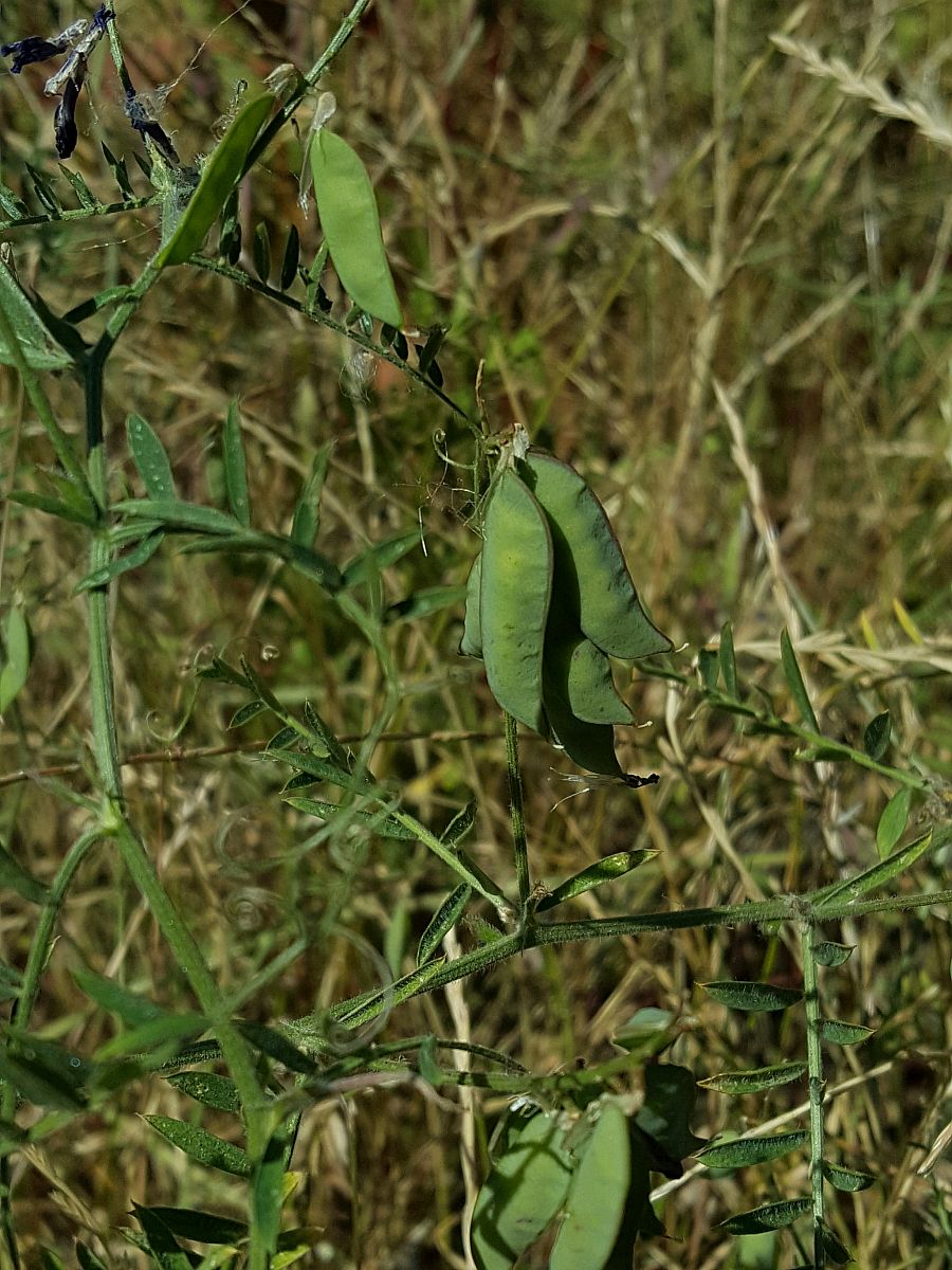 Vicia cracca (door Hanneke Waller)